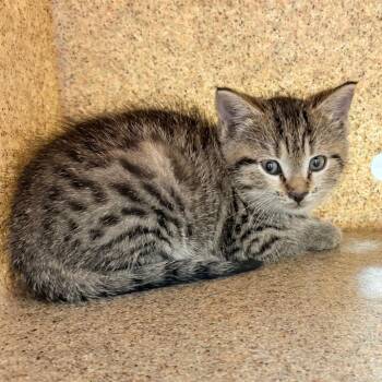 Domestic Short Hair Cats Available for Adoption in Philadelphia, Pennsylvania - Crunchy Roll | PetCurious