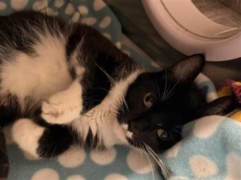 Rescue Domestic Short Hair Cats for Adoption in Aurora, Illinois - MERCY | PetCurious