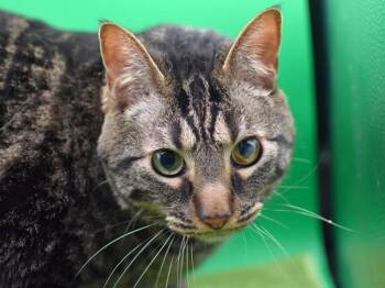 Domestic Short Hair Cats Available for Adoption in Portland, Oregon - Sparrow | PetCurious