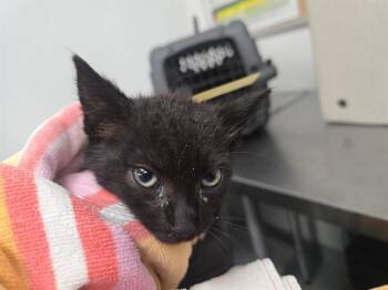 A884632 -  Domestic Short Hair Cat for Adoption in Camarillo, California - A884632 | PetCurious