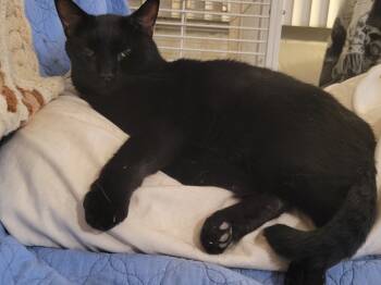Rescue Domestic Short Hair Cats for Adoption in Safety Harbor, Florida - Dexter | PetCurious