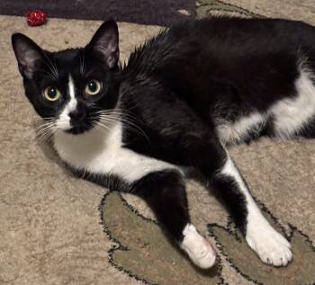 Domestic Short Hair Cats Available for Adoption in Milwaukee, Wisconsin - Disney25 | PetCurious