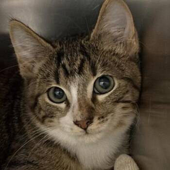 Hereford -  Domestic Short Hair Cat for Adoption in New York, New York - Hereford | PetCurious
