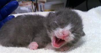 MIKEY -  Domestic Short Hair Cat for Adoption in Dallas, Texas - MIKEY | PetCurious