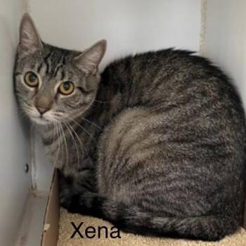 Domestic Short Hair Cats Available for Adoption - Xena | PetCurious