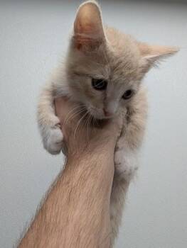 Ben Grimm -  Domestic Short Hair Cat Available for Adoption in West Chester, Pennsylvania - Ben Grimm | PetCurious
