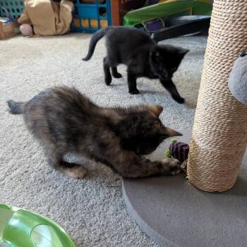 Beetle -  Domestic Short Hair Cat for Adoption in Harrisonburg, Virginia - Beetle | PetCurious