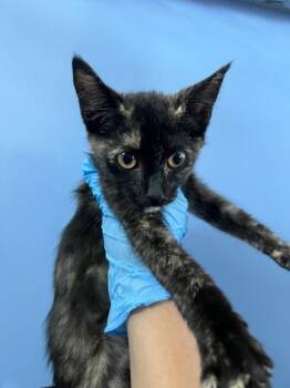 ISABELLA -  Domestic Short Hair Cat for Adoption in San Bernardino, California - ISABELLA | PetCurious