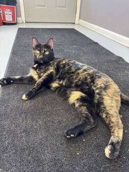 Tortoiseshell Cats Available for Adoption in Morris, Minnesota - Jasmine | PetCurious