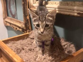 Huey -  Domestic Short Hair Cat for Adoption in Wilmington, North Carolina - Huey | PetCurious
