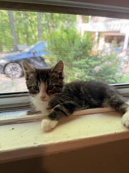 Domestic Short Hair Cats Available for Adoption in Pomona, New York - Leafs | PetCurious