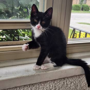 Rescue Domestic Short Hair Cats for Adoption in Wheaton, Illinois - Gabby | PetCurious