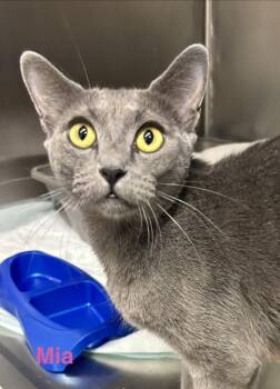 Mia -  Russian Blue Cat for Adoption in Las Vegas, Nevada - Mia | PetCurious