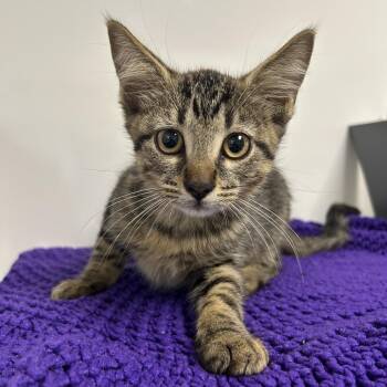 George -  Domestic Short Hair Cat for Adoption in West Palm Beach, Florida - George | PetCurious