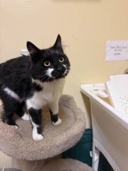 Flower -  Domestic Medium Hair Cat for Adoption in Thayne, Wyoming - Flower | PetCurious