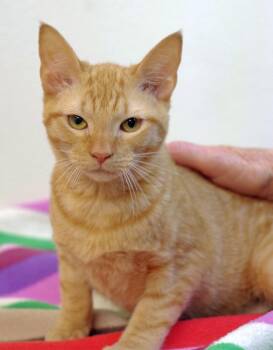 Rescue Domestic Short Hair and Tabby Cats for Adoption in Sautee Nacoochee, Georgia - Pumpkin | PetCurious