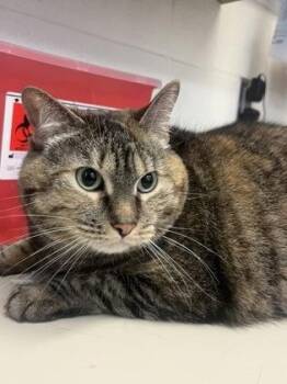 Domestic Short Hair Cats Available for Adoption in Wichita, Kansas - Hazel | PetCurious