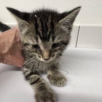 Domestic Long Hair Cats Available for Adoption in St. Louis, Missouri - Sail Boat | PetCurious