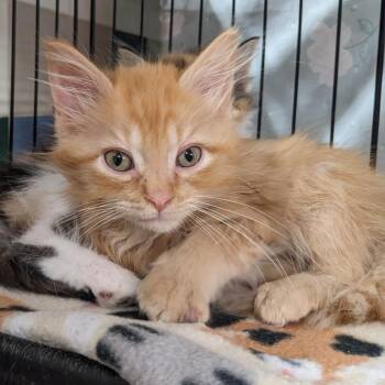 Domestic Short Hair Cats Available for Adoption in Union, Missouri - Aubrey LR2 | PetCurious