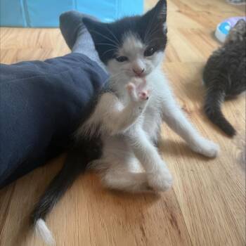 Pickle (mck4) -  Domestic Short Hair Cat for Adoption in Edwardsville, Illinois - Pickle (mck4) | PetCurious