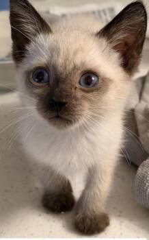 Nutmeg -  Siamese Cat for Adoption in Santa Ana, California - Nutmeg | PetCurious