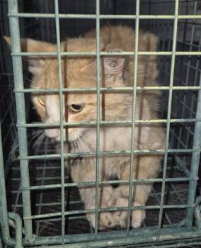 Domestic Long Hair Cats Available for Adoption in San Antonio, Texas - DOJO | PetCurious