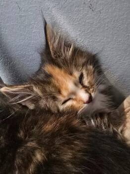 L2 Lola -  Domestic Short Hair Cat for Adoption in Ashland, Wisconsin - L2 Lola | PetCurious