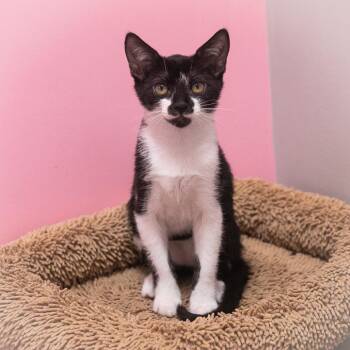 Tutti Fruiti -  Domestic Short Hair Cat for Adoption in St. Augustine, Florida - Tutti Fruiti | PetCurious