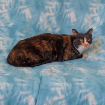 Lala -  Domestic Short Hair Cat for Adoption in Eureka, California - Lala | PetCurious