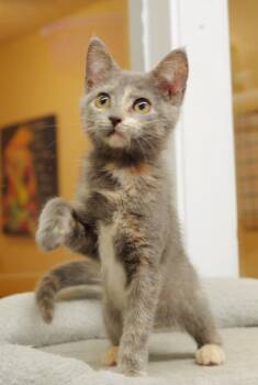 Rescue Domestic Short Hair Cats for Adoption in Sautee Nacoochee, Georgia - Poppy | PetCurious