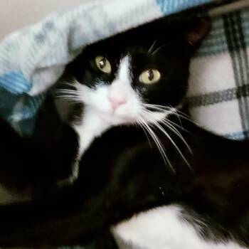 India -  Domestic Short Hair Cat for Adoption in Lakeland, Florida - India | PetCurious