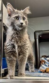 Domestic Long Hair Cats Available for Adoption in Kalamazoo, Michigan - MARK | PetCurious