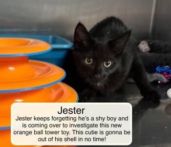 Jester -  Domestic Short Hair Cat for Adoption in Ellicott City, Maryland - Jester | PetCurious