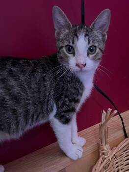 Maloney -  Domestic Short Hair Cat for Adoption in Gorham, Maine - Maloney | PetCurious