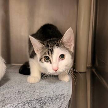 Solar -  Domestic Short Hair Cat for Adoption in Indianapolis, Indiana - Solar | PetCurious