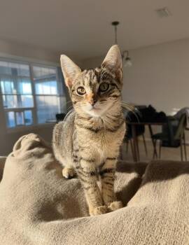 Domestic Short Hair Cats Available for Adoption - Small Fry =^.^= | PetCurious