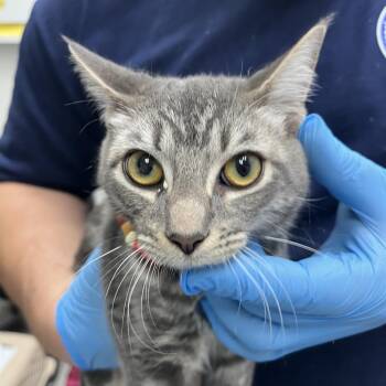 Francais -  Domestic Short Hair Cat for Adoption in Newark, New Jersey - Francais | PetCurious