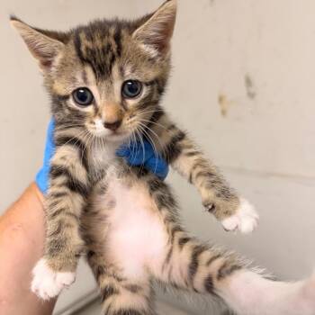 Penny -  Domestic Short Hair Cat for Adoption in Philadelphia, Pennsylvania - Penny | PetCurious