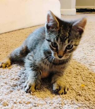 Rescue Domestic Short Hair Cats for Adoption in Seven Valleys, Pennsylvania - Christopher | PetCurious