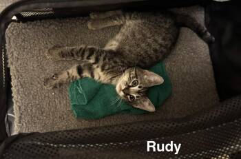 Domestic Short Hair Cats Available for Adoption in Apopka, Florida - Rudy 3.15.26 | PetCurious