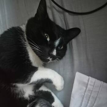 Terry the Tank -  Domestic Short Hair Cat for Adoption in Victoria, British Columbia - Terry The Tank | PetCurious