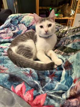 Rescue Domestic Short Hair Cats for Adoption in Manchester, Connecticut - Bernie | PetCurious