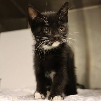 Domestic Short Hair Cats Available for Adoption in Briarcliff Manor, New York - Truffle | PetCurious