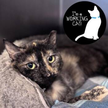 Domestic Short Hair Cats Available for Adoption in Janesville, Wisconsin - Nilly | PetCurious