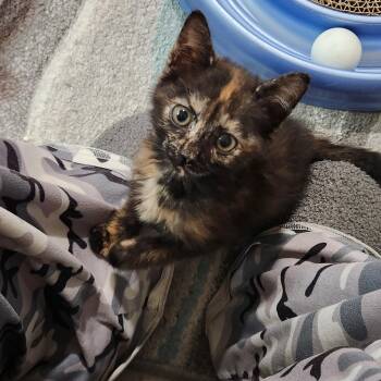 Buffy Haseman -  Tortoiseshell Cat for Adoption in Morrison, Colorado - Buffy Haseman | PetCurious