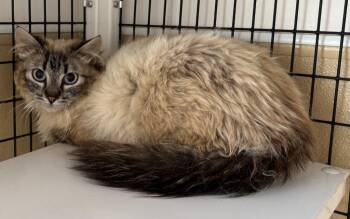 Ragdoll mix -  Ragdoll Cat for Adoption in Green River, Wyoming - Ragdoll Mix | PetCurious