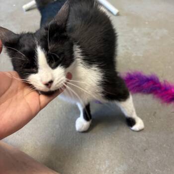 Daisy -  Domestic Short Hair Cat for Adoption in Oberlin, Ohio - Daisy | PetCurious