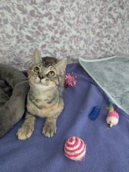 Orion -  Tabby Cat for Adoption in Ellijay, Georgia - Orion | PetCurious