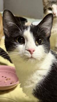 Domestic Short Hair Cats Available for Adoption - Ozzy | PetCurious