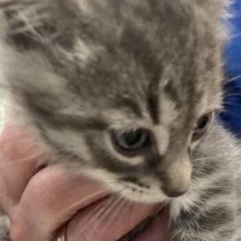 Carnelian -  Domestic Short Hair Cat for Adoption in New York, New York - Carnelian | PetCurious